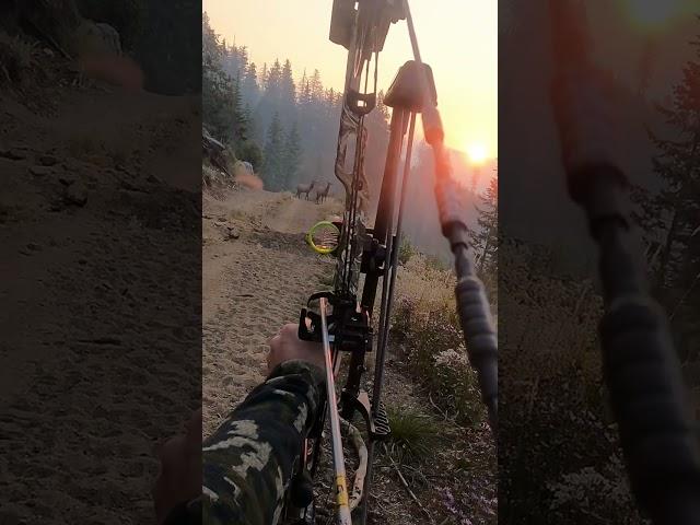 Archery Elk Hunt GoPro Solo. New Episode on our YT Channel!!! #elkhunting #bowhunting