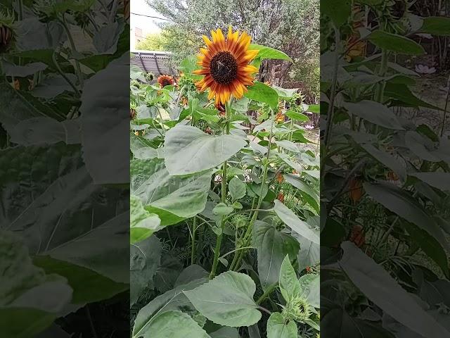 31.07.2024. Иркутск.