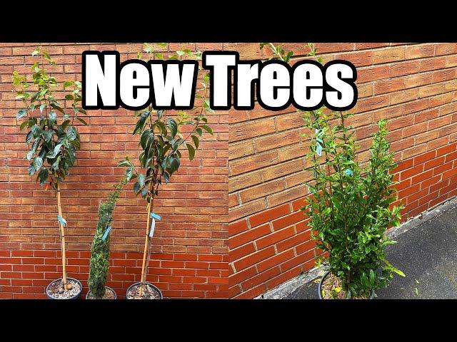 New Persimmon & Pomegranate Trees