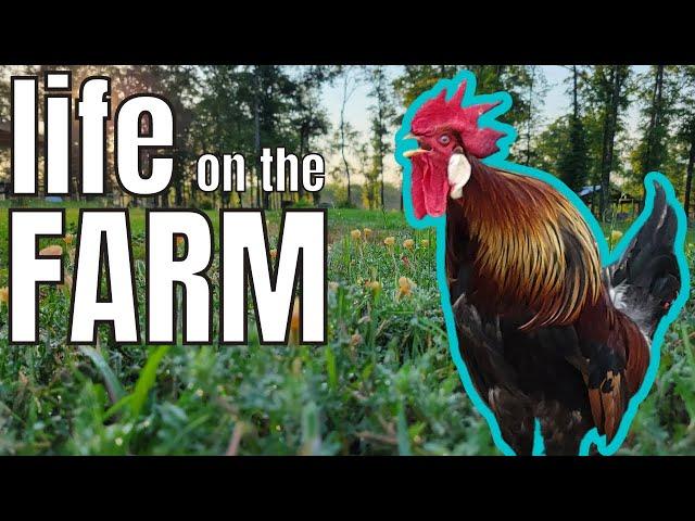 Morning Chores on the Farm | A Morning IN THE LIFE