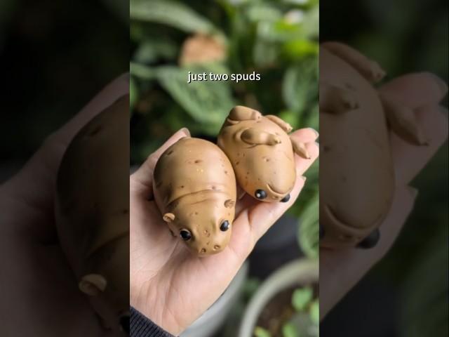 Spuddies for life