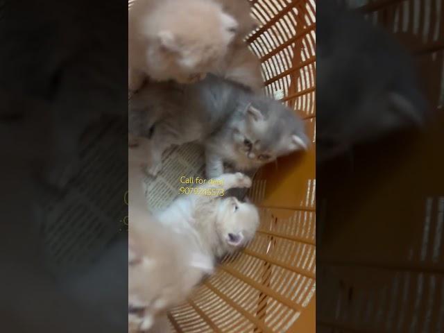 Persian kittens available in jaipur #youtubeshorts #shortsviral #persiancatcorner