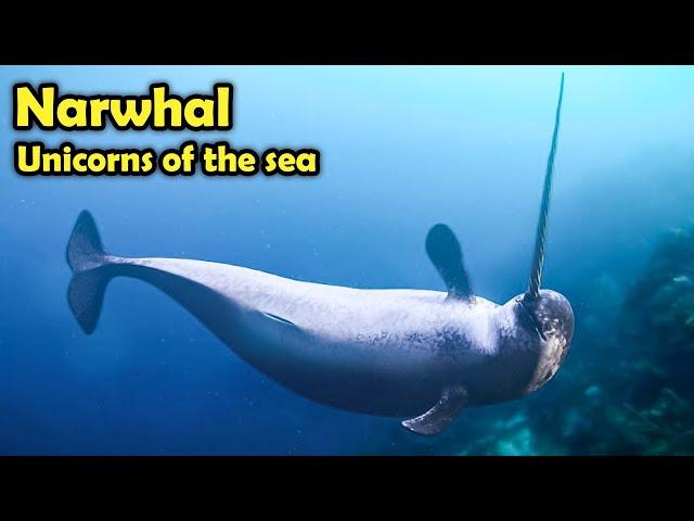 What is a Narwhal?  -  Unicorns of the Sea