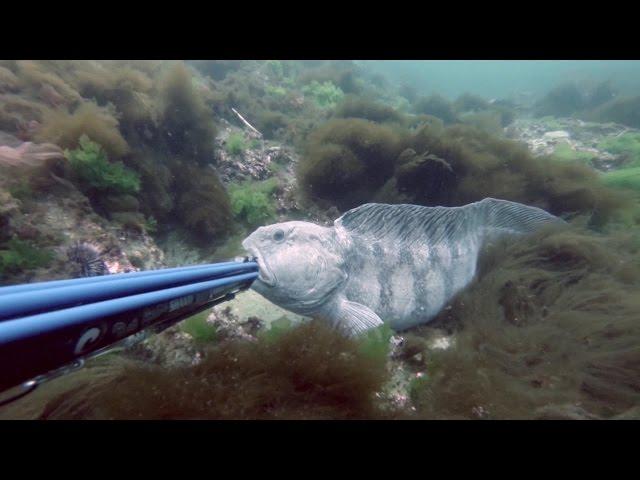 Spearfishing Atlantic Wolffish/Seawulf.