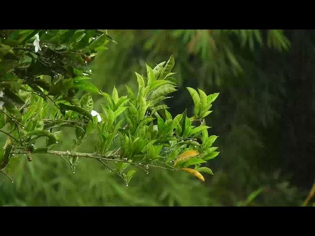 Relaxing Mix of Calm Thunderstorm  in the Jungle*