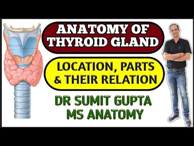 THYROID GLAND ANATOMY | PARTS | RELATIONS | CAPSULE |