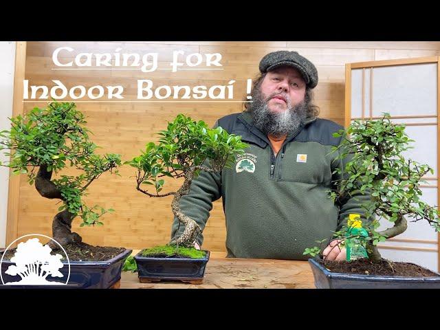 Caring for Indoor Bonsai - Greenwood Bonsai