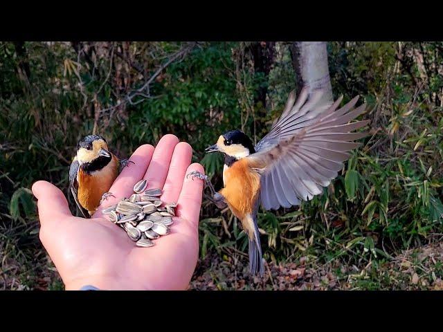 登り納めは蔵王山のヤマガラに会いに