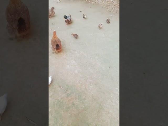 amazing scenes #shorts #trending #ytshorts