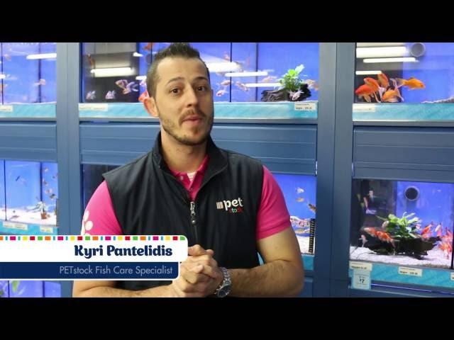 How to Choose Fish for your Tank