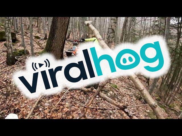 Enduro Riders Encounter Brown Bear on Trail || ViralHog