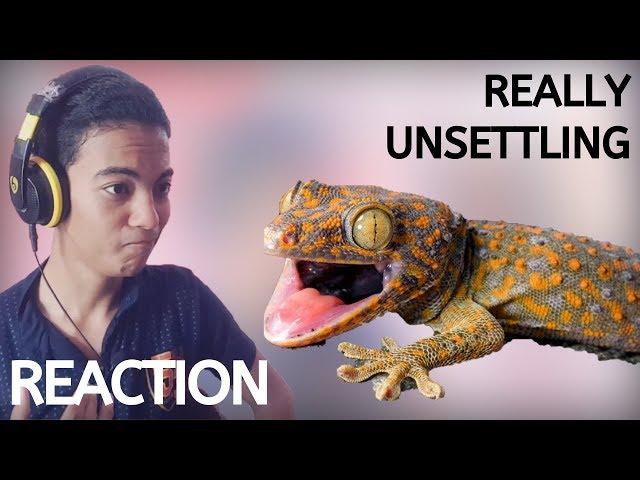 "The Deformed Gecko" | Reaction by HTG