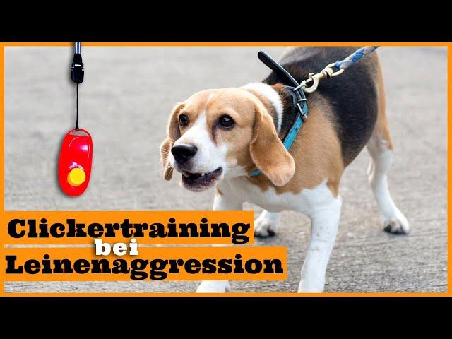 Clickertraining Hund I Das Clickertraining für stressfreie Hundebegegnungen richtig einsetzen