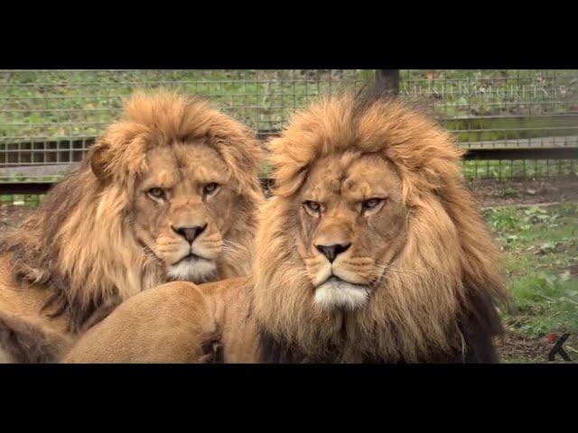 Meet Rock and Roar, the living cousins of the extinct Barbary lion