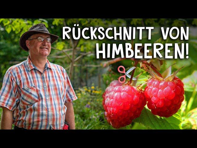 Himbeeren schneiden & pflegen im Frühjahr und Herbst!  - Der Rückschnitt einfach erklärt