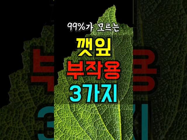 껫잎 부작용 조심하세요 혈전 간질환