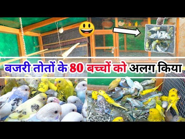 BUDGIES PARROT KE BACCHON KO ALAG KIYA || बजरी तोतों के कुछ बच्चें कॉलोनी से निकले अलग किए।