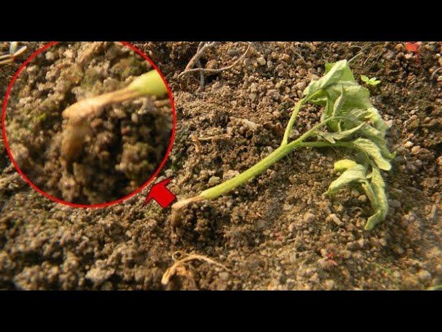 What is damping off in seedlings ? How to control it ?