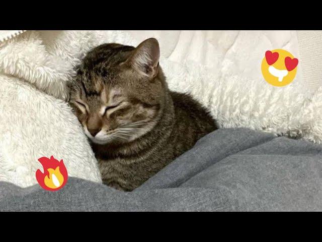  Funniest Cats and Dogs Videos  ||  Hilarious Animal Compilation №507