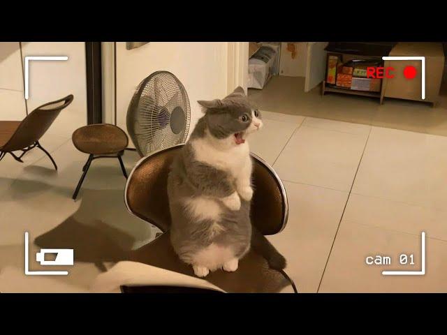 When Cats Think No One’s Watching… And Out-Comedian Everyone  Funny Cat TV