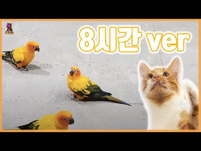 (8 Hours) Colorful parrots video for cats to watch! 