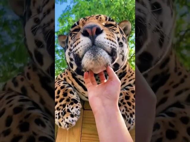 Sweet Tank