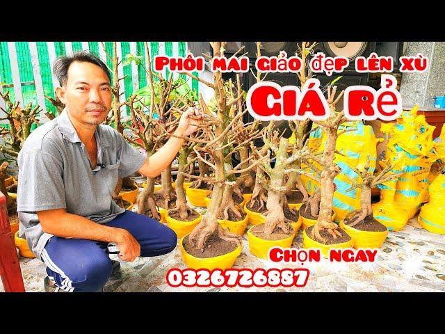 Phôi mai giảo đẹp lên xù giá rẻ 29/10 #aSự0326726887|MaivàngThanhTâm