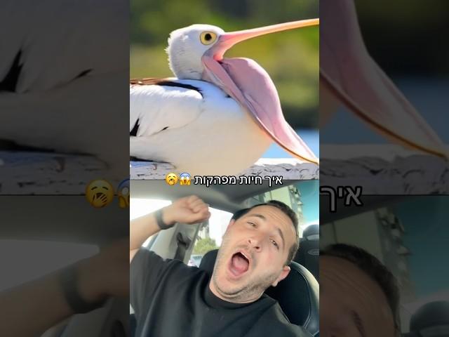 מטורףףף!!! ככה חיות שונות מפהקות כשהן עייפות 