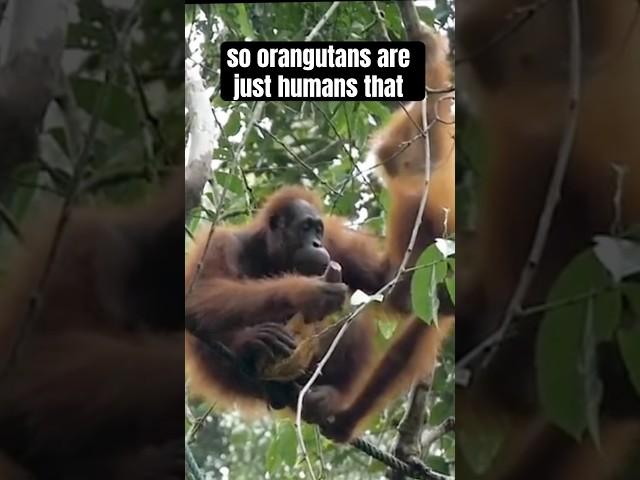 Orangutans are wise Animals. Orangutans facts and legends #animalfacts #orangutan #legends