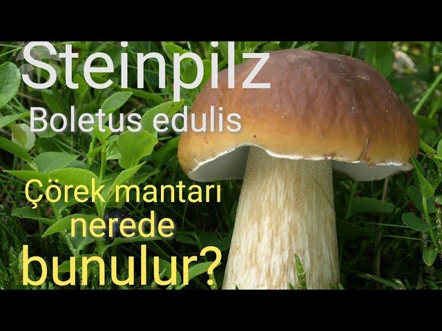 Çörek mantarı nerede bulunur? Schteinpilz finden. (Boletus edulis) porçini mantarı