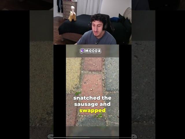Moda's Savage Ant Experiment: A Tale of Sausage and Betrayal