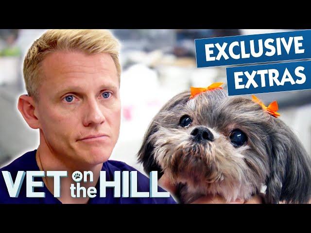 Dog's Heartbreaking Cancer Diagnosis  Vet On The Hill Extended | Bondi Vet Full Episode