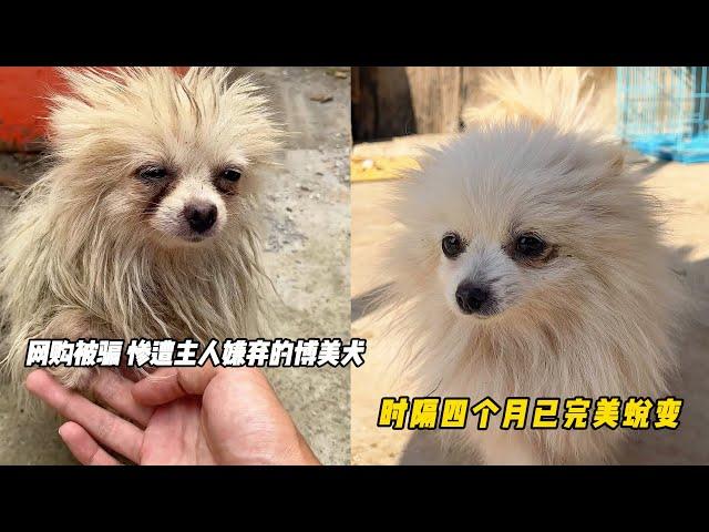 博美犬網購翻車遭主人狠心拋弃虐待，獲救四個月見證它的驚豔蛻變