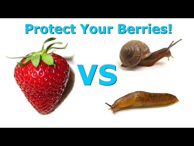 How To Protect Strawberries From Insects (Stake Them To Keep Them Off The Ground!)