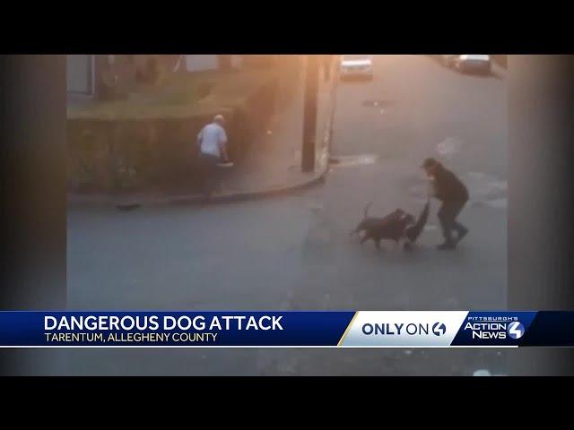 People attacked by dogs on Halloween night in Tarentum