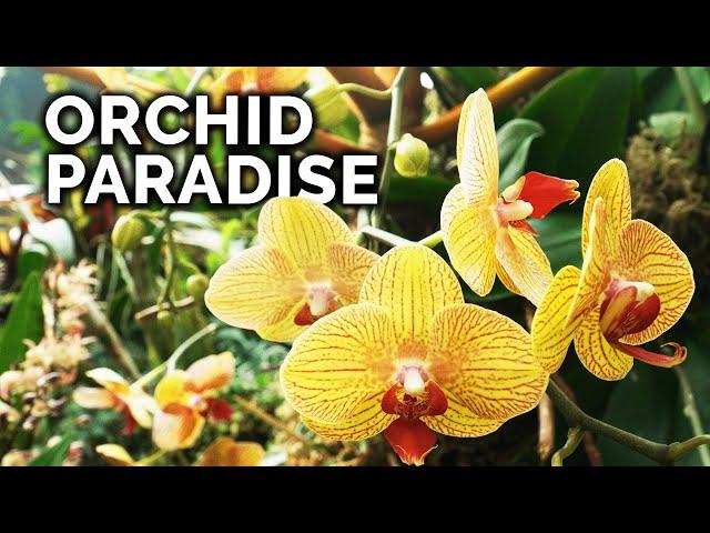 Secret Orchid Care Tips from a Master Orchid Grower