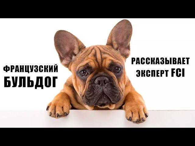 ФРАНЦУЗСКИЙ БУЛЬДОГ. Рассказывает эксперт FCI и отзыв владельца