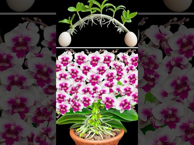 Do it now so that the orchid grows roots and new leaves immediately.