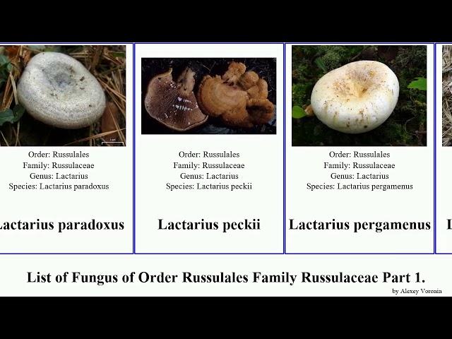 List of Fungus of Order Russulales Family Russulaceae Part 2. lactarius indigo sect turpis griseus