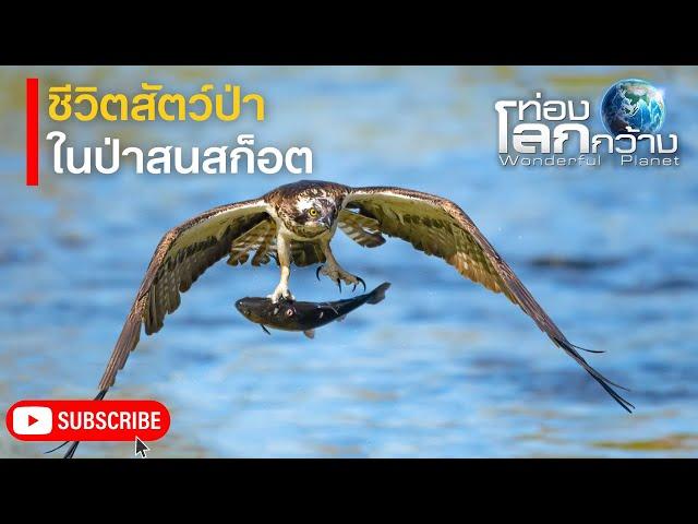 สารคดีท่องโลกกว้าง ชีวิตสัตว์ และความแข็งแกร่งของต้นสนสก็อต | สารคดี สารคดีสัตว์โลก