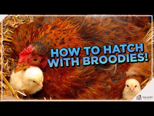 Broody Hatching 101: The Essential Guide to Hatching with a Broody Hen!