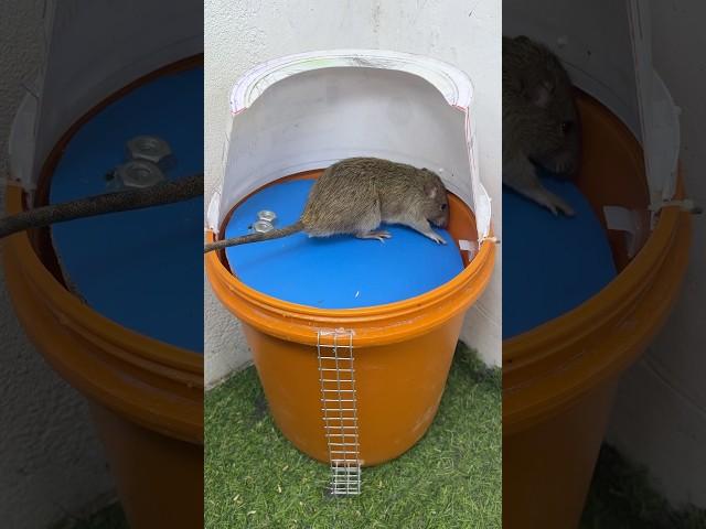 Homemade trap/extremely effective mouse trap ideas at home #rat