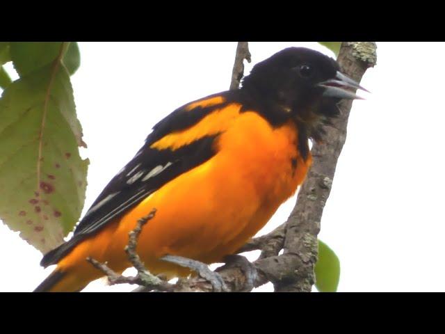 Baltimore Oriole Bird Call / Song / Sounds