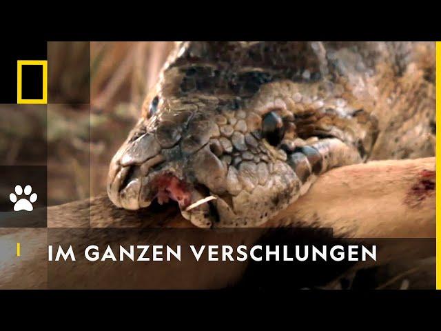 Python verschlingt Springbock! | Die gefährlichsten Raubtiere der Welt