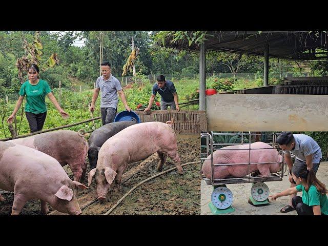 Giant pigs are sold for high prices. Catch pigs and sell them to traders. ( Ep 301 )