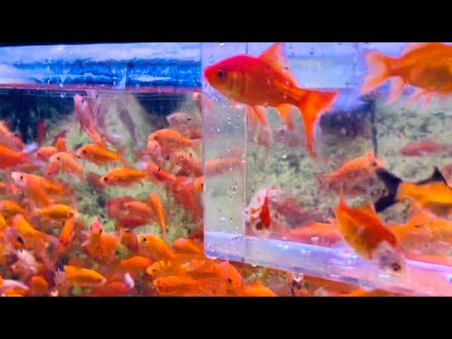 Buying New Pet Goldfish at Petsmart