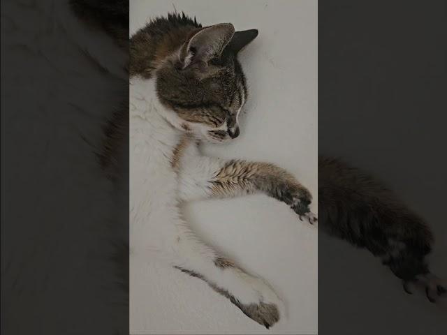 Let Lily The Cat Sleep