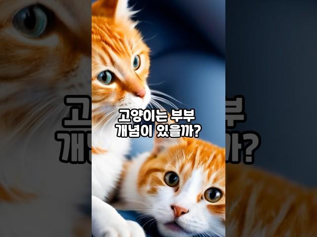 고양이 부부 개념이 있을까? 고양이 부부 평생 해로 가능할까? Shorts.