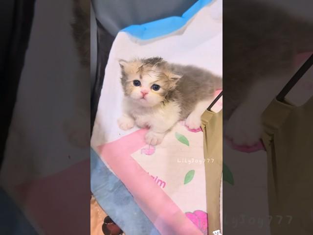 Daily Dose of Kitten Cuteness #cute  #cat #kitten #meow  #funnycats