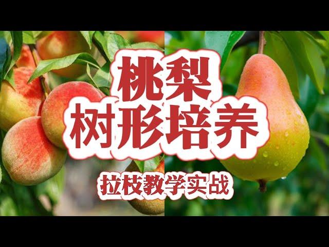 “桃树” “梨树” 夏季修剪拉枝，培养漂亮的桃树树型，梨树谨慎拉枝，修剪为主